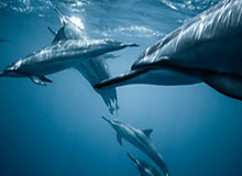 B体育入口-胜利被扳平！西马坎送点，多萨里点射破门扳平比分